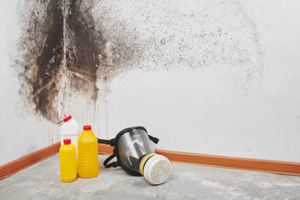 Best Mold Remediation Services  in West Salem, OH