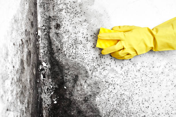 Best Affordable Mold Removal  in West Salem, OH