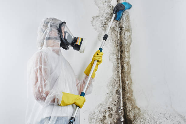 Best Mold Remediation  in West Salem, OH