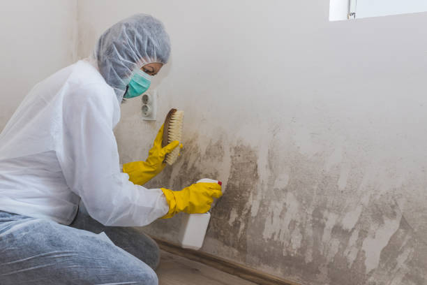 Best Fast Mold Removal  in West Salem, OH