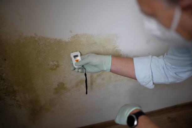 Best Home Mold Removal  in West Salem, OH