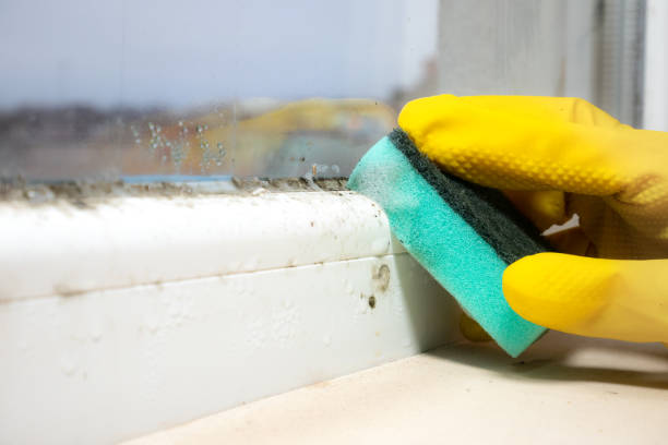 Best Residential Mold Removal  in West Salem, OH