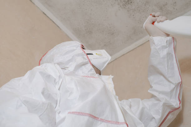 Best Office Mold Removal Services  in West Salem, OH