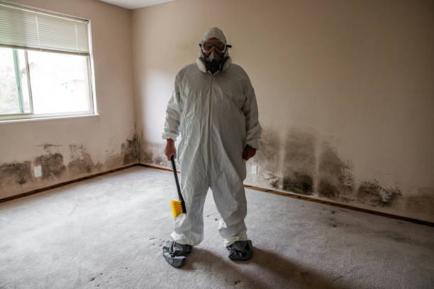 Trusted West Salem, OH Mold Removal Experts