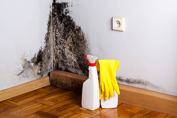 Best Commercial Mold Removal  in West Salem, OH